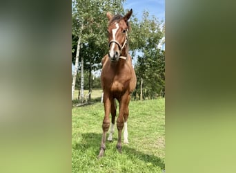 Holstein, Stallion, 2 years, 16,1 hh, Brown
