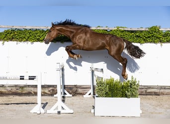 Holstein, Stallion, 2 years, 16,2 hh