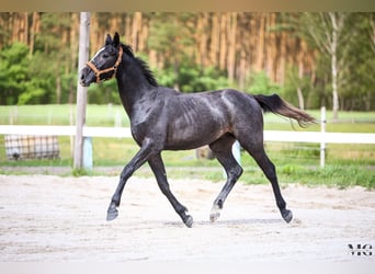 Holstein, Stallion, 2 years, 17 hh, Grey-Dapple