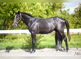 Holstein, Stallion, 2 years, 17 hh, Grey-Dapple