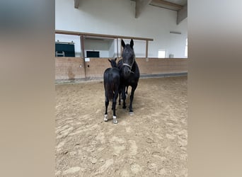 Holstein, Stallion, 2 years, Black