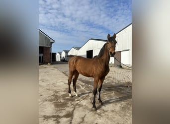 Holstein, Stallion, 2 years, Brown