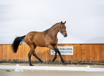 Holstein, Stallion, 2 years, Brown