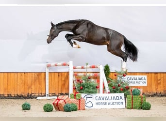Holstein, Stallion, 2 years, Brown