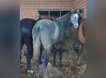 Holstein, Stallion, 2 years, Gray