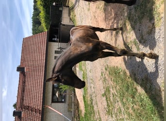 Holstein, Stallion, 2 years