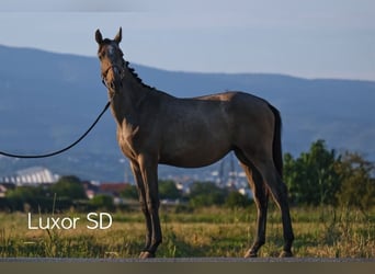 Holstein Mix, Stallion, 2 years