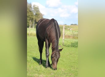 Holstein, Stallion, 2 years, Smoky-Black