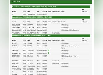 Holstein, Stallion, 3 years, 16.1 hh, Brown