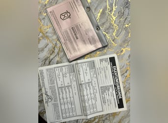 Holstein, Stallion, 3 years, 16.2 hh, Grey-Dapple