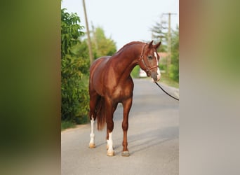 Holsteiner, Hengst, 3 Jahre, 16,2 hh