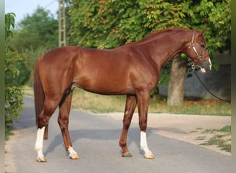 Holsteiner, Hengst, 3 Jahre, 16,2 hh