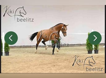 Holsteiner, Hengst, 3 Jahre, 16 hh, Brauner