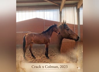 Holstein, Stallion, 3 years, 16 hh, Brown