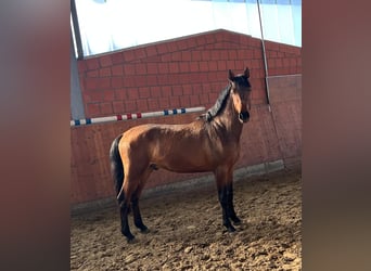 Holstein, Stallion, 3 years, 16 hh, Brown