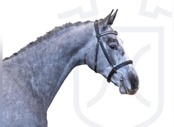 Holstein, Stallion, 3 years, 16 hh, Gray