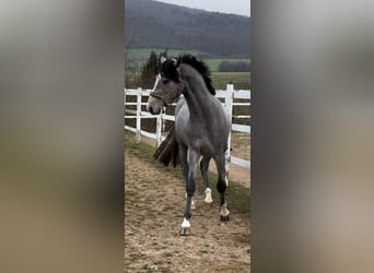 Holstein, Stallion, 3 years, 16 hh, Gray