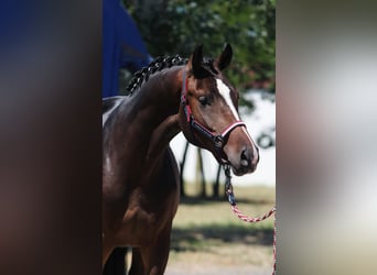 Holstein, Stallion, 3 years, 16,1 hh, Bay-Dark