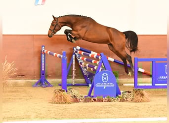 Holstein, Stallion, 3 years, 16,1 hh, Brown