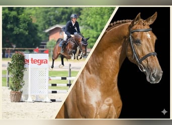 Holstein, Stallion, 3 years, 16,1 hh, Brown