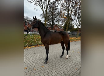 Holstein, Stallion, 3 years, 16,1 hh