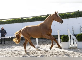 Holstein, Stallion, 3 years, 16,2 hh