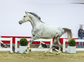 Holstein, Stallion, 3 years, 17,1 hh, Can be white