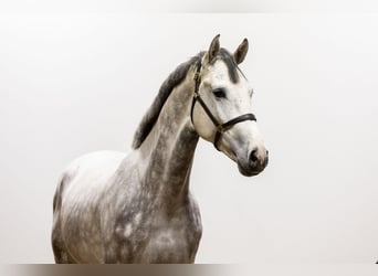 Holstein, Stallion, 3 years, 17,1 hh, Can be white