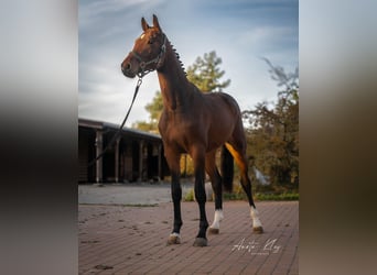 Holstein, Stallion, 3 years, 17 hh, Brown
