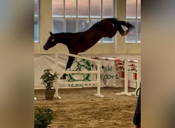 Holstein, Stallion, 3 years, 17 hh, Brown