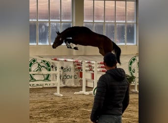 Holstein, Stallion, 3 years, 17 hh, Brown
