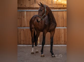 Holstein, Stallion, 3 years, 17 hh, Brown