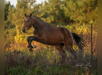 Holstein, Stallion, 3 years, 17 hh, Brown