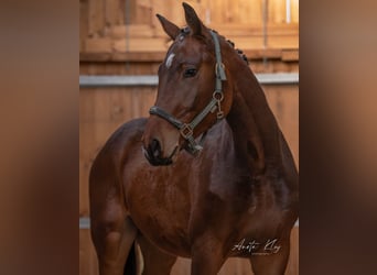 Holstein, Stallion, 3 years, 17 hh, Brown