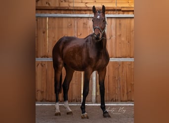Holstein, Stallion, 3 years, 17 hh, Brown