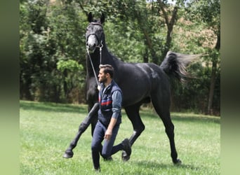 Holstein, Stallion, 3 years, 17 hh