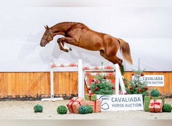 Holstein, Stallion, 3 years, Brown