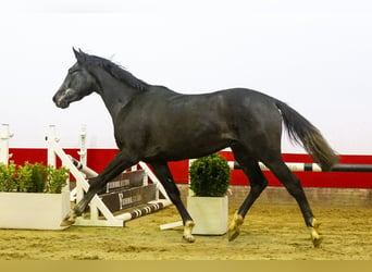 Holstein, Stallion, 3 years, Can be white