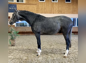 Holstein, Stallion, 4 years, 16.2 hh, Gray