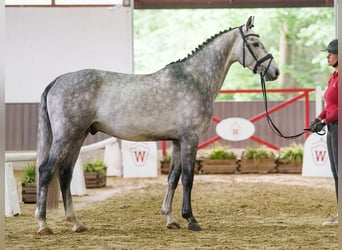 Holstein, Stallion, 4 years, 16 hh, Grey