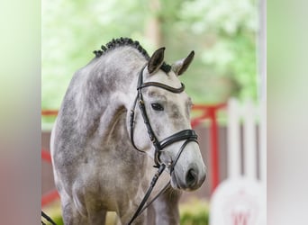 Holstein, Stallion, 4 years, 16 hh, Grey