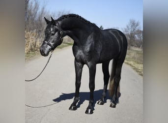 Holstein, Stallion, 4 years, 16,2 hh, Grey-Dark-Tan