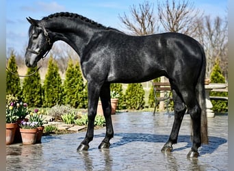 Holstein, Stallion, 4 years, 16,2 hh, Grey-Dark-Tan