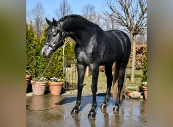 Holstein, Stallion, 4 years, 16,2 hh, Grey-Dark-Tan
