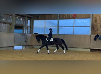 Holstein, Stallion, 4 years, 17.2 hh, Smoky-Black