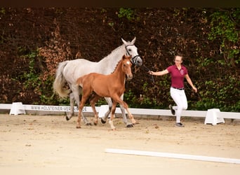 Holstein, Stallion, 4 years, Chestnut-Red