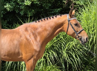 Holstein, Stallion, 5 years, 16,1 hh, Brown