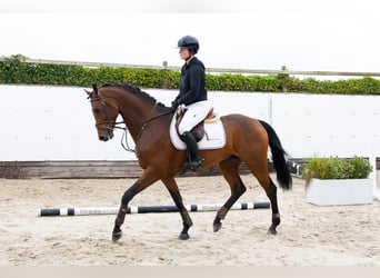 Holstein, Stallion, 5 years, 16 hh, Bay-Dark