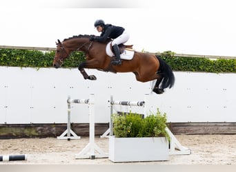 Holstein, Stallion, 5 years, 16 hh, Bay-Dark