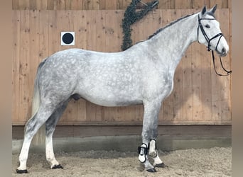 Holstein, Stallion, 5 years, 16,2 hh, Grey-Dapple